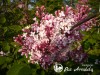 Alyva smulkialapė ,Superba' (lot. Syringa microphylla) Alyva smulkialapė ,Superba' (lot. Syringa microphylla)